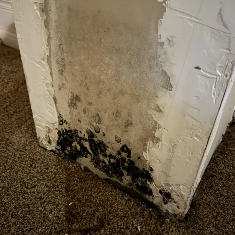 Professional Mold Removal in Osceola County, MI